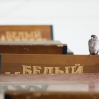 2011.06.24-25 Белый Медвед опен-аир