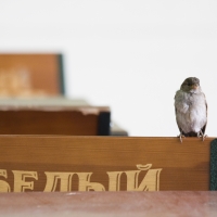 2011.06.24-25 Белый Медвед опен-аир